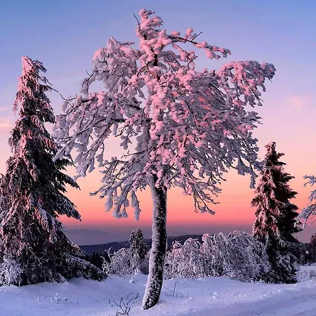 Semesterbostad Maison Independante De Montagne En Alsace Bellefosse