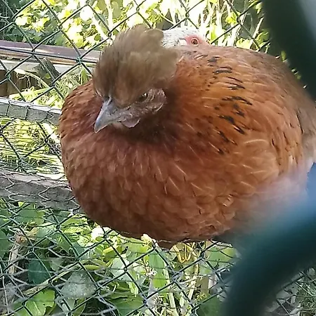 Maison Independante De Montagne En Alsace Semesterbostad Bellefosse