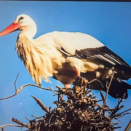 Maison Independante De Montagne En Alsace *