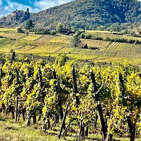 Maison Independante De Montagne En Alsace Bellefosse