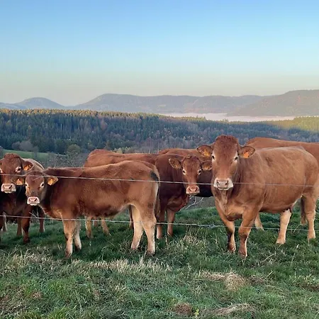 Maison Independante De Montagne En Alsace Hébergement de vacances