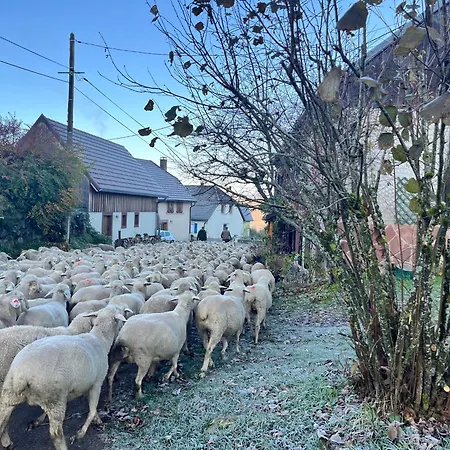Hébergement de vacances Maison Independante De Montagne En Alsace *